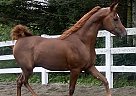 Arabian - Horse for Sale in Madison, ME 04950