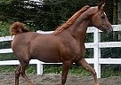 Arabian - Horse for Sale in Madison, ME 04950 Arabian - Horse for Sale in Madison, ME 04950