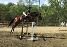 TB Jumper Belle