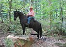 Tennessee Walking - Horse for Sale in Chuckey, TN 37641