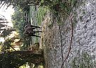 Thoroughbred - Horse for Sale in Port Stuart, FL 34997 Thoroughbred - Horse for Sale in Port Stuart, FL 34997