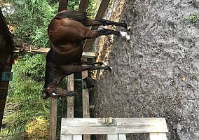 Thoroughbred (Thoroughbred, Mare) in Port Stuart, FL