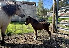 Miniature - Horse for Sale in Springdale, WA 99173 Miniature - Horse for Sale in Springdale, WA 99173