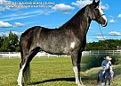 Tennessee Walking - Horse for Sale in , TN 37091 Tennessee Walking - Horse for Sale in , TN 37091