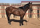 Roping Prospect for Sale Sol Speedy
