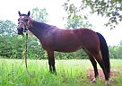 Wanted Youth Trail Horse Teen Horse