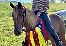 Gaited, Show, Ranch, Trail Horse Crown Town Diva