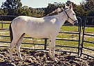 3yr old Molly Mule Wildstyle