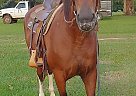 Project Draft Cross Mare Big Mare