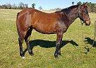 Quarter Horse Stallion for Sale in Cushing, Texas Imp