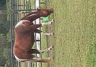 Billy The Kid - Gelding in Jacksonville, FL Billy The Kid - Gelding in Jacksonville, FL