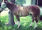 11 Yr old Paint Gelding Quarter Horse Gelding