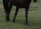 Beautiful Mare Sold