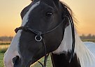 Paint - Horse for Sale in Bend, OR 97703