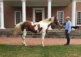 Armani Paint Gelding