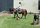 Buzz - Gelding in Lexington, KY Buzz - Gelding in Lexington, KY