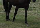 Tennessee Walking - Horse for Sale in Augusta, GA 30907