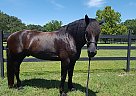 Big Beautiful Percheron Gelding Gus