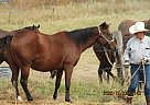 Maggie - Mare in Milnor, ND Maggie - Mare in Milnor, ND