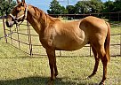 Poquito Poco - Stallion in Rockdale, TX Poquito Poco - Stallion in Rockdale, TX