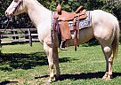 Quarter Horse - Horse for Sale in Xenia, OH 45385 Quarter Horse - Horse for Sale in Xenia, OH 45385