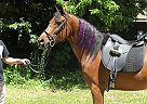 Egyptian Arabian For Sale Raja
