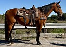 Quarter Horse - Horse for Sale in Walkerton, IN 46574