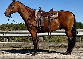 Quarter Horse (Quarter Horse, Gelding) in Walkerton, IN