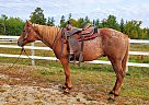 Gaited Appaloosa - Gelding in Bemidji, MN Gaited Appaloosa - Gelding in Bemidji, MN