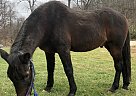 Morgan - Horse for Sale in Johnson City, TN 37601