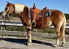 Haflinger - Horse for Sale in Walkerton, IN 46574