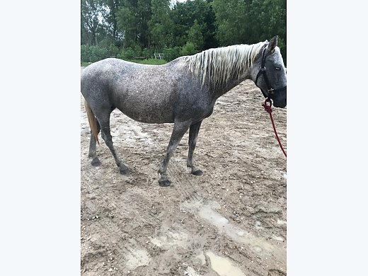 Mare Forsale