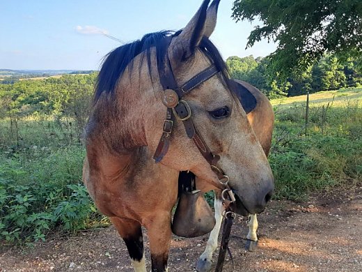 Missouri Fox Trotter