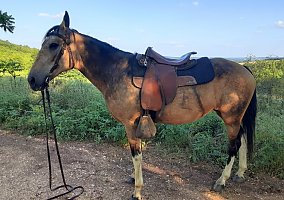 Missouri Fox Trotter (Missouri Fox Trotter, Mare) in Mountain Grove, MO