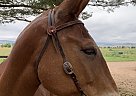 Mule - Horse for Sale in Longmont, CO 80503