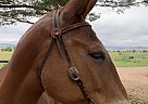 Mule - Horse for Sale in Longmont, CO 80503 Mule - Horse for Sale in Longmont, CO 80503