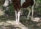 Quarter Horse - Horse for Sale in Fredericksburg, OH 44627