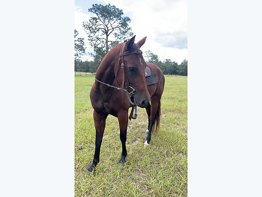 Quarter Pony