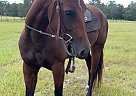 Quarter Pony - Horse for Sale in Crystal River, FL 34428
