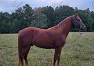 Cash - Gelding in Licking, MO Cash - Gelding in Licking, MO