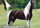 Tennessee Walking - Horse for Sale in HUSTONVILLE, KY 40437