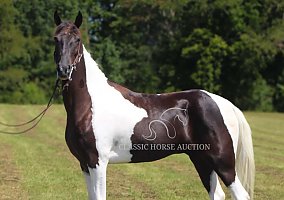 Tennessee Walking (Tennessee Walking, Gelding) in Hustonville, KY
