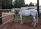 Sweet and Willing Mare Mithril