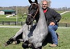 Other - Horse for Sale in Melbourne, VIC 3000