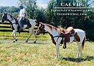 Tennessee Walking - Horse for Sale in Tompkinsville, KY 42167 Tennessee Walking - Horse for Sale in Tompkinsville, KY 42167