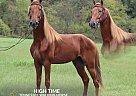 Tennessee Walking - Horse for Sale in hustonville, KY 40437