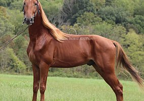 Tennessee Walking Horse (Tennessee Walking Horse, Gelding) in Hustonville, KY