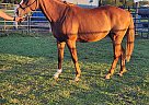 Thoroughbred - Horse for Sale in Sun, LA 70584 Thoroughbred - Horse for Sale in Sun, LA 70584
