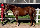 Sienna - Mare in barrie, ON Sienna - Mare in barrie, ON