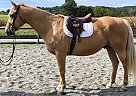 English, Western, Trail Horse Cody